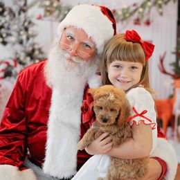 Cockapoo, Cocker Spaniel, and Goldendoodle Puppies from Robbin's Treasures