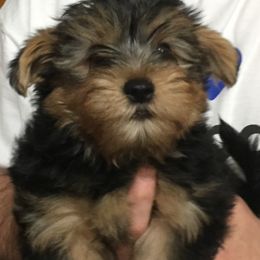 Yorkipoo and Yorkshire Terrier Puppies from Danza Bolo
