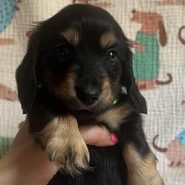 Green collar boy - Black and tan male Dachshund puppy in Isabel, South Dakota from Blessed Beyond Doxies
