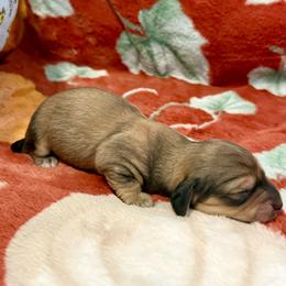 Buffy - Cream female Dachshund puppy in Crestview, Florida from Neverending Dachies