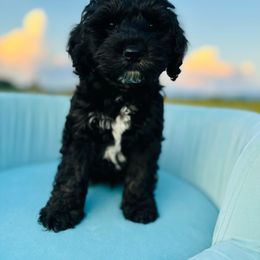 Shadow - Black white and tan Cockapoo puppy in Lake Tansi, Tennessee from Davis cockapoos