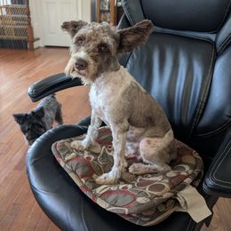 Oreo - Miniature Schnauzer