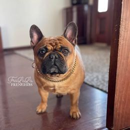 LADY - Fawn female French Bulldog puppy in Arkadelphia, Arkansas from Fralala Frenchies