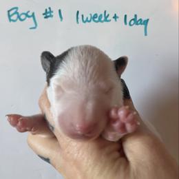 Boy 1 - White male Miniature Bull Terrier puppy in Los Angeles, California from Triumph Miniature Bull Terriers