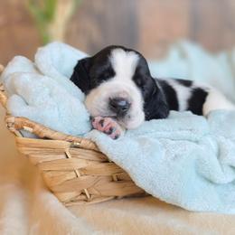 Johnny - Black and white male Basset Hound puppy in Valley, Washington from Peaceful Valley Paws