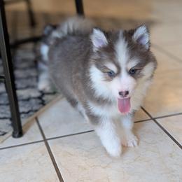 Gusty - Micro Male Blue Eyes - Blue male Pomsky puppy in Hurleyville, New York from My Crazy Pomskys