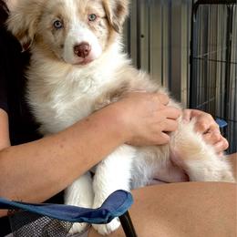 Icy - Red merle female Australian Shepherd puppy in Texas from Legendary Canines