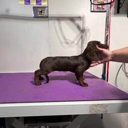 Madeline - Chocolate female Dachshund puppy in Moundville, Missouri from Edgewood Acres Miniature Longhair Dachshunds