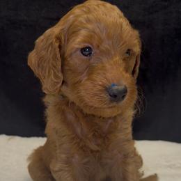 Dark green - Red male Assorted Doodle Crosses puppy in San Jacinto, California from Goldens and Doodles