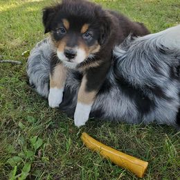 Australian Shepherd Puppies from Grand Ridge Australian Shepherds