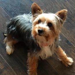 Scarlett - Yorkshire Terrier