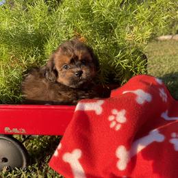 Honey Bee - Red female Shihpoo puppy in El Campo, Texas from Billy's Puppies