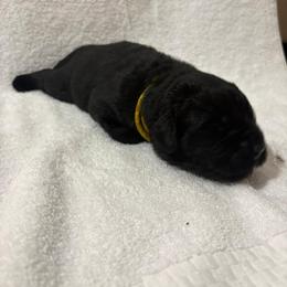 German Shepherd and Newfoundland Puppies from Tampa Bay Farm