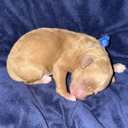 Boy 1 - Apricot male Cavapoo puppy in Nampa,, Idaho from Clig Doodle Days