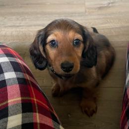 Grey - Red male Dachshund puppy in Federal Way, Washington from TopTeckel Kennels