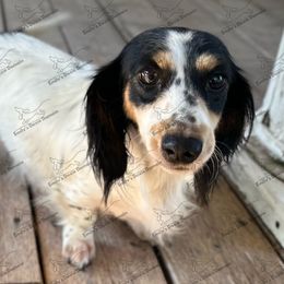 Gypsy - Piebald female Dachshund puppy in Gatesville, Texas from Emily’s Doxie Domain