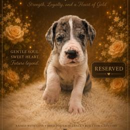 Fletcher - Mantle merle male Great Dane puppy in Liberty, New York from Catskills Greatest Danes