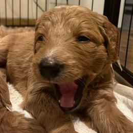 April - orange collar - Red  female Goldendoodle puppy in Puyallup, Washington from Dawnie’s Doodles