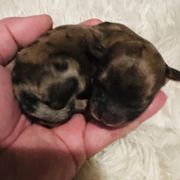 Shichon Puppies from Great Lakes Teddy Bear Dogs