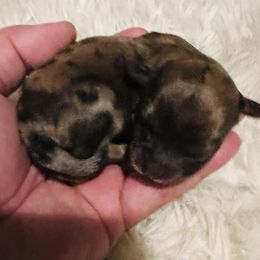 Shichon Puppies from Great Lakes Teddy Bear Dogs