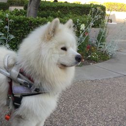 Samoyeds from Samoyeds of Paradise