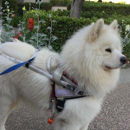 Samoyeds from Samoyeds of Paradise