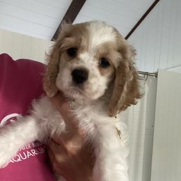 Violet - Red and white female Cocker Spaniel puppy in Cincinnati, Ohio from Sweet Peach Cocker Spaniels