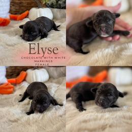 Elyse - Brown female Cockapoo puppy in Lafayette, Louisiana from Kinkade Kennels