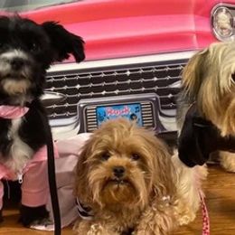 Morkies and Yorkshire Terriers from Lady Watkins Kennels