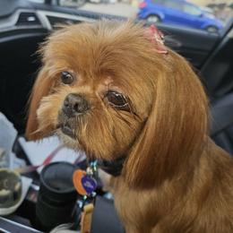 Sweet girl - Shih Tzu