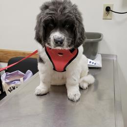 Newfoundland, Newfypoo, and Sheepadoodle Puppies from Sweet Creek Pups
