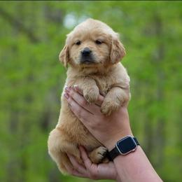 Violet - Golden female Golden Retriever puppy in Saint Joe, Indiana from Golden Acres Farm