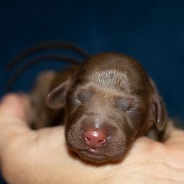 Marley - Chocolate male Dachshund puppy in Mesa, Arizona from Dach Army LLC