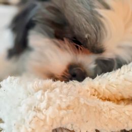 Lucy - Shih Tzu