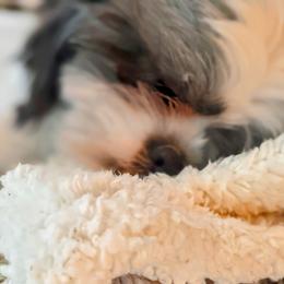 Lucy - Shih Tzu