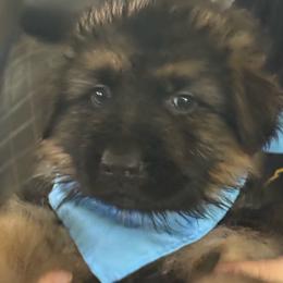 Light  Blue (Poseidon) - Black and red male German Shepherd puppy in Pflugerville, Texas from The Zeus N Luna 2 Pay it Forward Foundation
