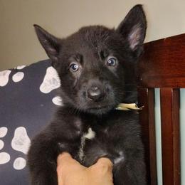 Tan - Black male German Shepherd puppy in Holden, Missouri from Shiloh's Shepherds & Ridgebacks