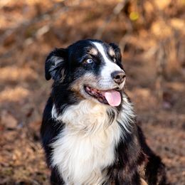 Buck - Australian Shepherd