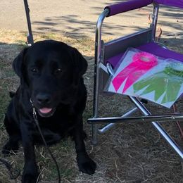 Labrador Retriever and Sussex Spaniel All Grown Up from Marstad