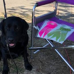 Labrador Retriever and Sussex Spaniel All Grown Up from Marstad