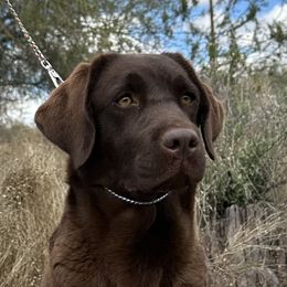 Cider - Labrador Retriever