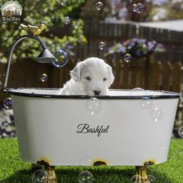 Bashful - Black male Australian Labradoodle puppy in Cashmere, Washington from Mountain Home Doodles