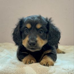 Girl 3 - Black and tan female Dachshund puppy in Massies Mill, Virginia from Pigeon Hill Dachshunds