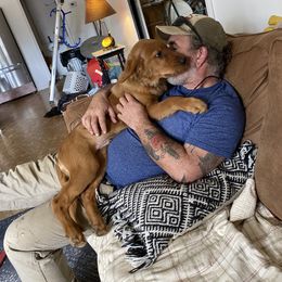 Golden Retriever Puppies from Elm Hollow Golden Retreivers