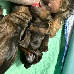 Puppy Two - Wild boar female Dachshund puppy in Marinette/Green Bay, Wisconsin from Incahoots Smooth and Wirehaired Dachshunds