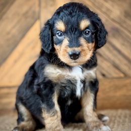 BTM1 - Black tri-color male Aussiedoodle puppy in Prague, Oklahoma from Classic K9’s  Aussies & Doodles