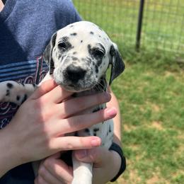 Baby Ruth - White and black female Dalmatian puppy in Austin, Texas from Dazzling Dalz