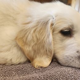Golden Retriever Puppies from Seascape Golden Retrievers
