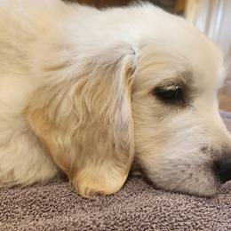 Golden Retriever Puppies from Seascape Golden Retrievers