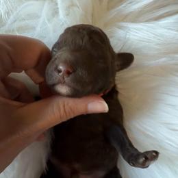 Fortune - Chocolate male Goldendoodle puppy in Decatur, Texas from Scherrer Sweet Goldendoodles